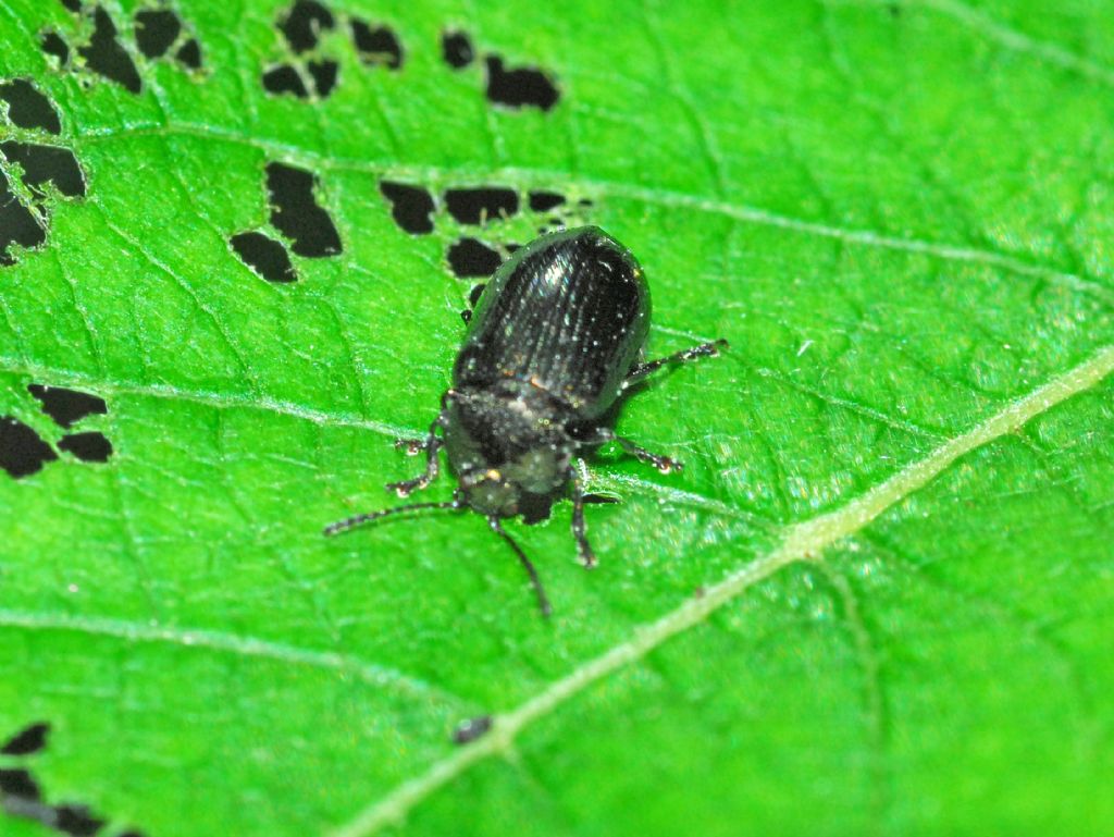 Chrysomelidae: Gonioctena quinquepunctata (f.ma obscurus)